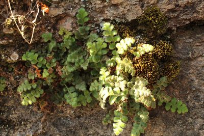 Asplenium subglandulosum, photographed by Em Lamond