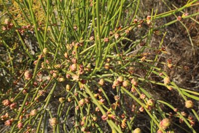 Calycopeplus paucifolius, photographed by Em Lamond