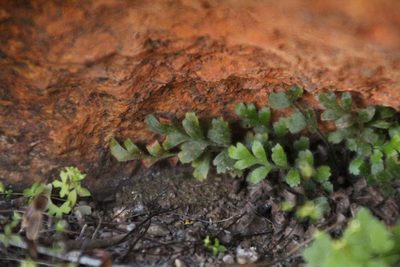 Asplenium subglandulosum, photographed by Em Lamond