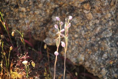 Thelymitra petrophila, photographed by Em Lamond