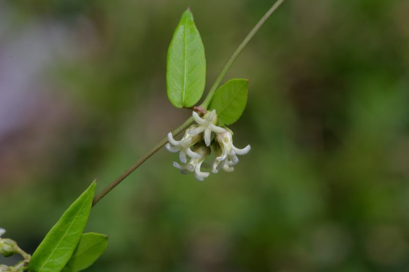 Metastelma barbigerum, photographed by Michelle W. （鍾偉瑋）