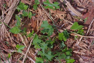 Ibervillea lindheimeri, photographed by Michelle W. （鍾偉瑋）