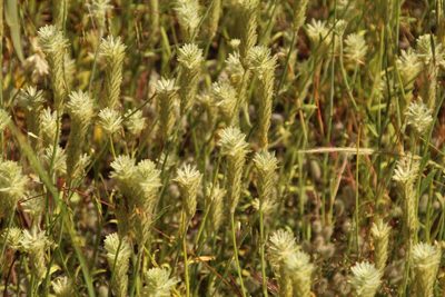 Ptilotus polystachyus, photographed by Em Lamond