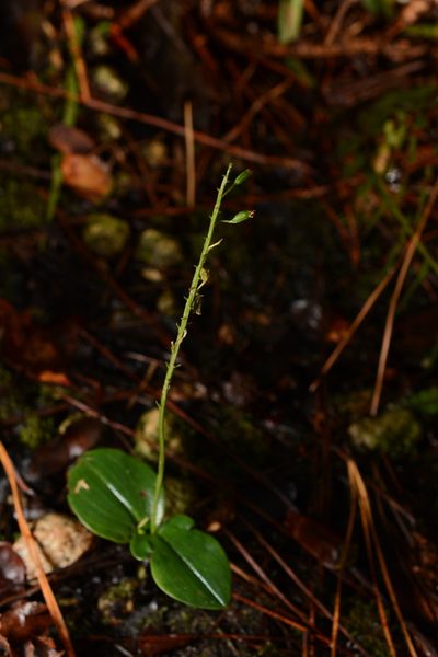 Malaxis spicata, photographed by Siddarth Machado