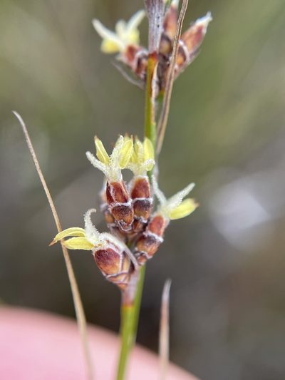 Tetraria fimbriolata, photographed by Matt Berger
