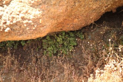 Asplenium subglandulosum, photographed by Em Lamond
