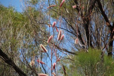 Grevillea petrophiloides, photographed by Em Lamond