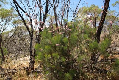 Grevillea petrophiloides, photographed by Em Lamond