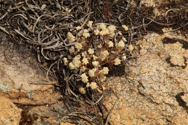 Trachymene ornata, photographed by Em Lamond