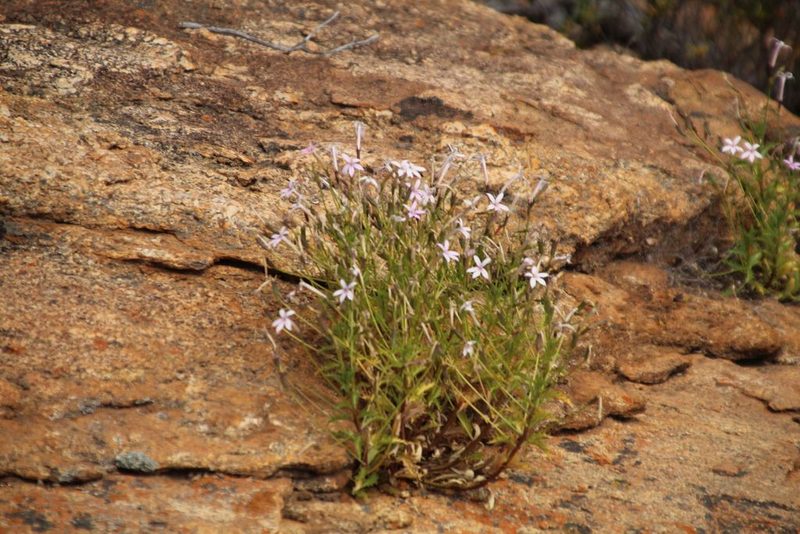 Lithotoma petraea, photographed by Em Lamond