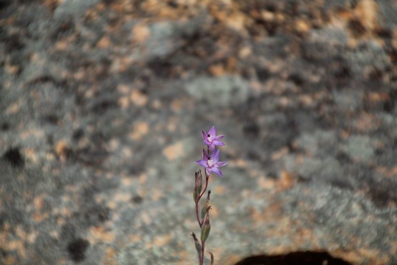 Thelymitra petrophila, photographed by Em Lamond