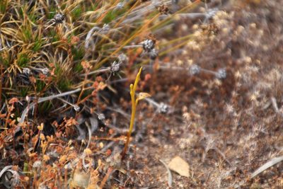 Spiculaea ciliata, photographed by Em Lamond