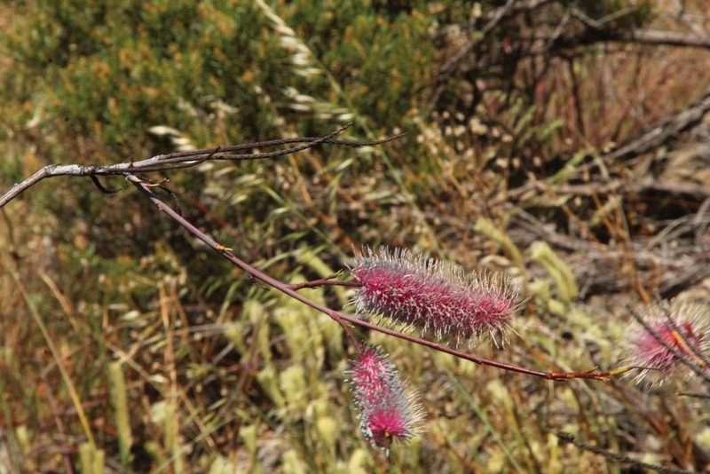 Grevillea petrophiloides, photographed by Em Lamond