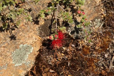 Kunzea pulchella, photographed by Em Lamond