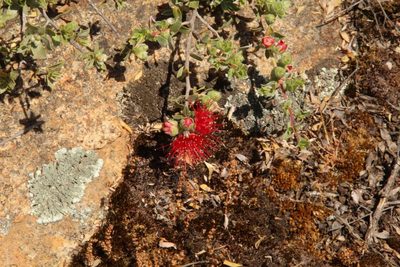 Kunzea pulchella, photographed by Em Lamond