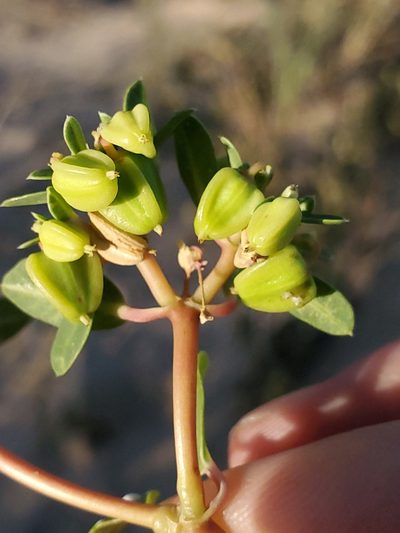 Euphorbia carunculata, photographed by Craig Martin
