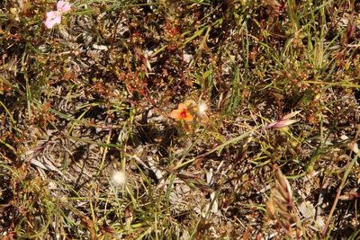 Drosera glanduligera, photographed by Em Lamond