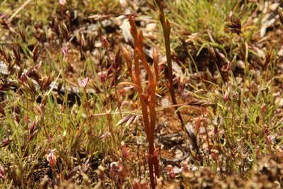 Spiculaea ciliata, photographed by Em Lamond