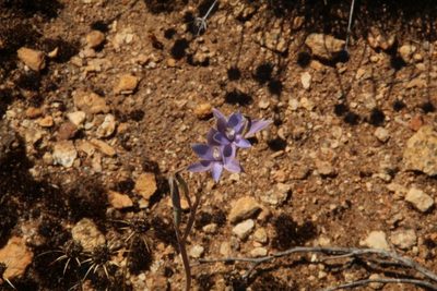 Thelymitra petrophila, photographed by Em Lamond