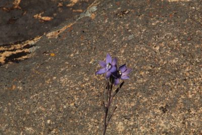 Thelymitra petrophila, photographed by Em Lamond