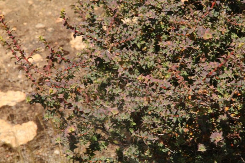 Styphelia serratifolia, photographed by Em Lamond