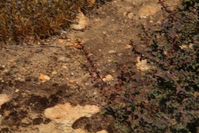 Styphelia serratifolia, photographed by Em Lamond