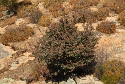 Styphelia serratifolia, photographed by Em Lamond