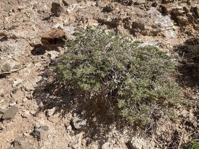 Tiquilia hispidissima, photographed by Cecelia Alexander