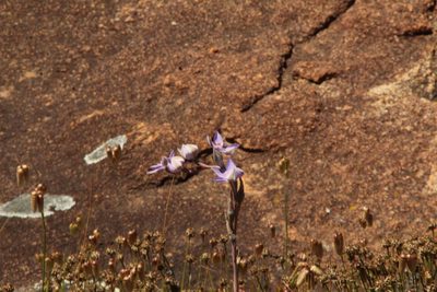 Thelymitra petrophila, photographed by Em Lamond