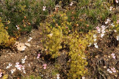 Drosera stricticaulis, photographed by Em Lamond