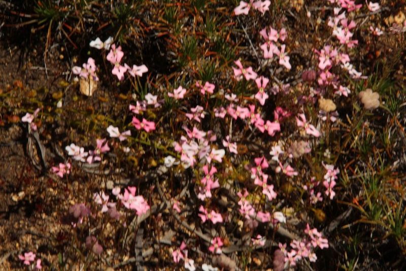 Stylidium ecorne, photographed by Em Lamond