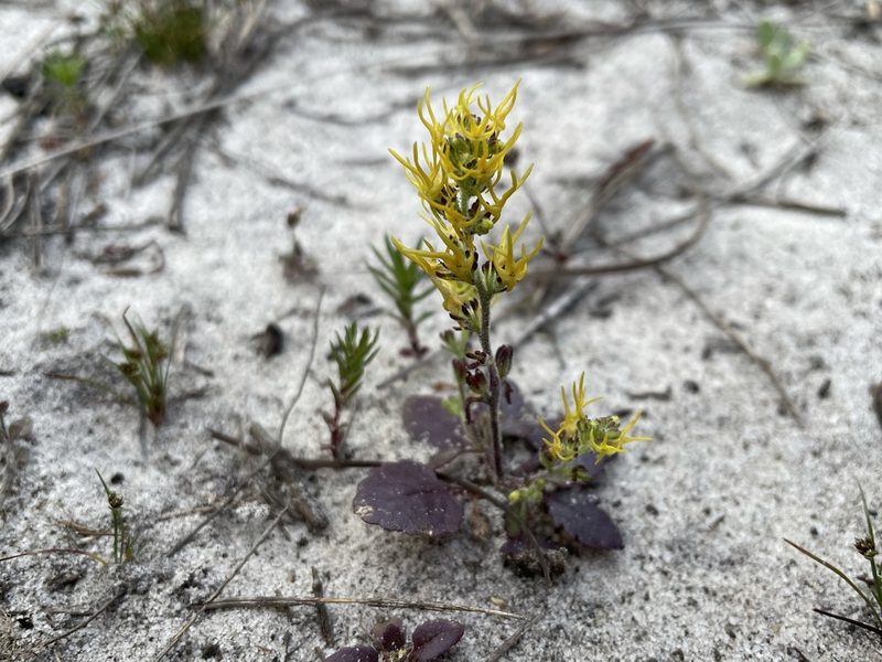 Manulea cheiranthus, photographed by Matt Berger