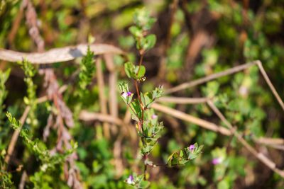 Kummerowia stipulacea, photographed by Melissa McMasters
