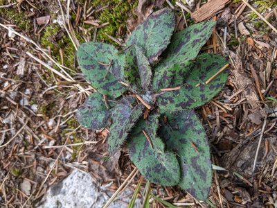 Hieracium maculatum, photographed by Benoit Renaud