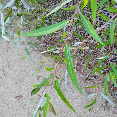 Salix laevigata, photographed by Dan Horowitz