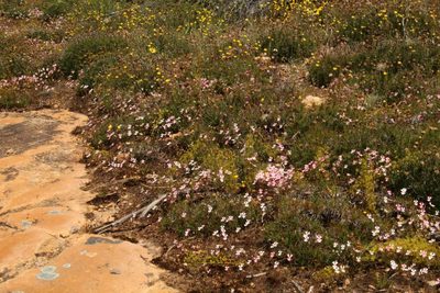 Stylidium ecorne, photographed by Em Lamond