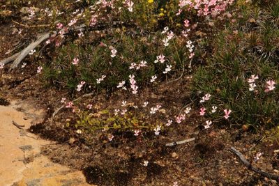 Stylidium ecorne, photographed by Em Lamond