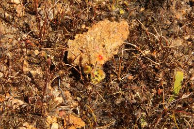 Drosera glanduligera, photographed by Em Lamond