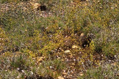 Drosera stricticaulis, photographed by Em Lamond
