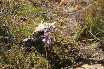 Thelymitra petrophila, photographed by Em Lamond