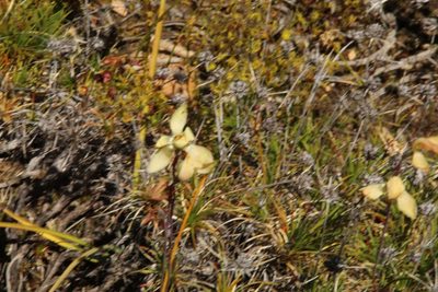 Thelymitra antennifera, photographed by Em Lamond