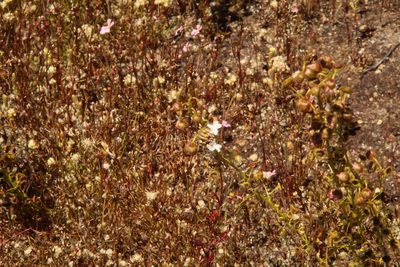 Drosera stricticaulis, photographed by Em Lamond