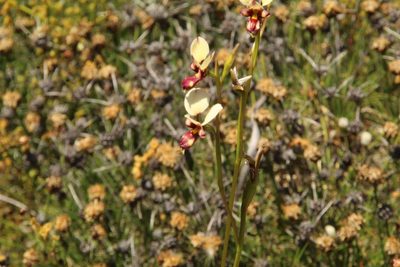 Diuris picta, photographed by Em Lamond