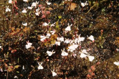 Stylidium obtusatum, photographed by Em Lamond