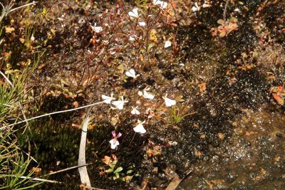 Stylidium obtusatum, photographed by Em Lamond