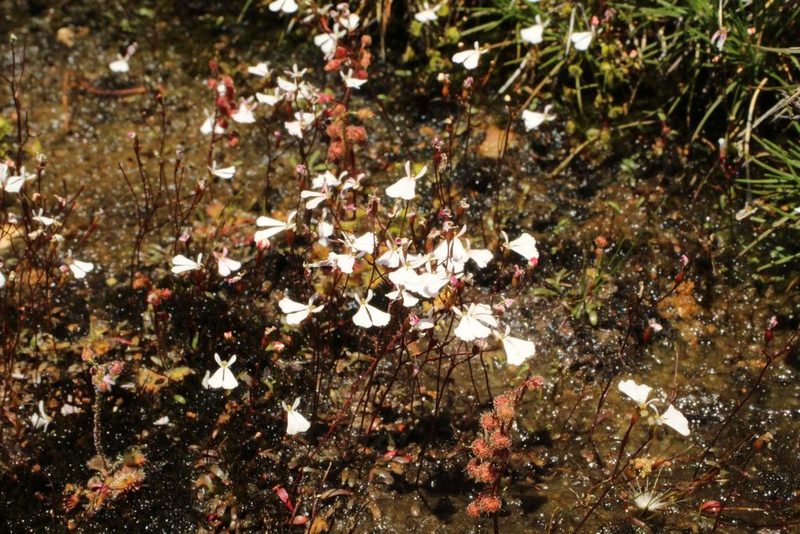 Stylidium obtusatum, photographed by Em Lamond