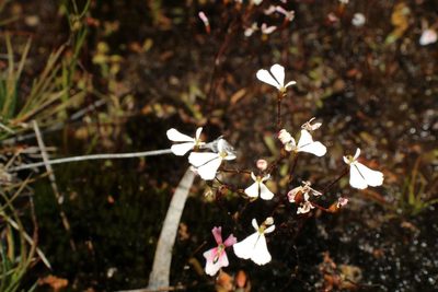 Stylidium obtusatum, photographed by Em Lamond