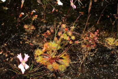 Drosera glanduligera, photographed by Em Lamond
