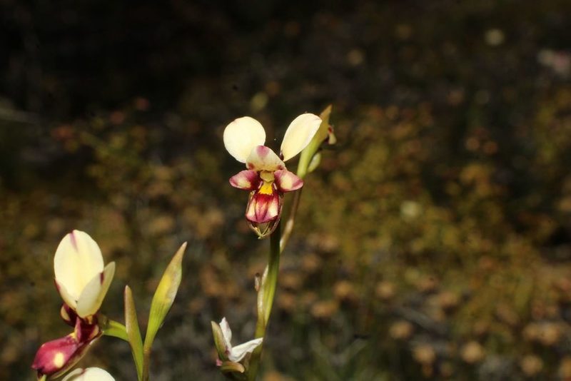 Diuris picta, photographed by Em Lamond
