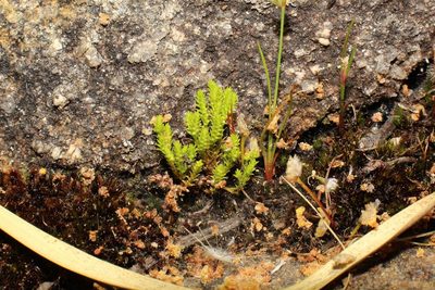 Selaginella gracillima, photographed by Em Lamond